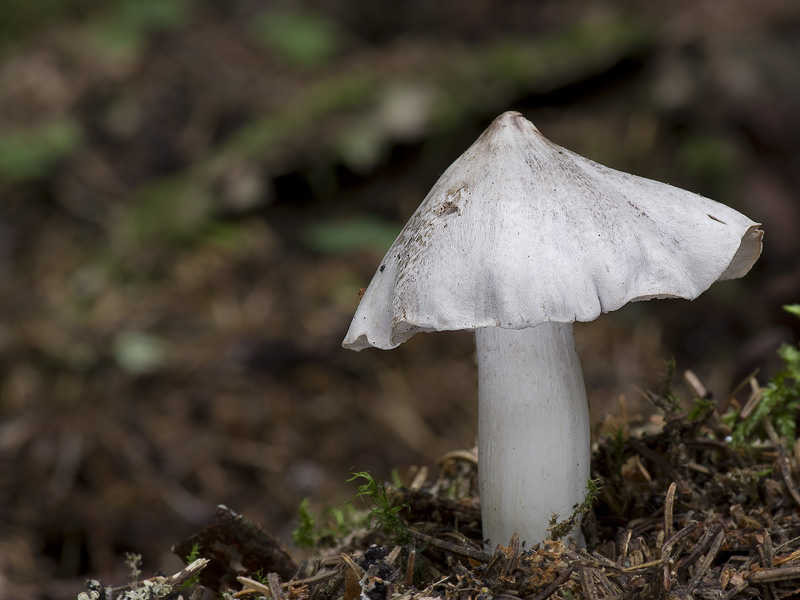 Tricholoma virgatum